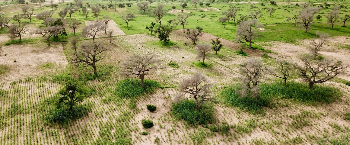 Le Faidherbia albida, espèce dominante dans le parc agroforestier du centre du Sénégal, maintenue par les agriculteurs sérères dans leurs parcelles agricoles pour sa fourniture de fourrage de grande qualité © L. Leroux, Cirad